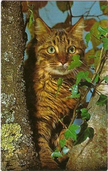 Cat Postcard Branching Out Publisher Constance Littlehampton