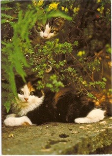 Cat Postcard I Spy Catseyes