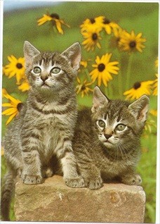 Cat Postcard Domestic Cats Times Two