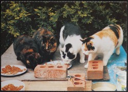 Cat Postcard Is All The Food Just For Us