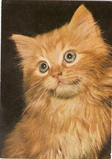 Cat Postcard Ginger Cat The Eyes Have It