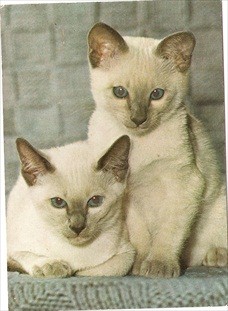 Cat Postcard Siamkatzen Siamese