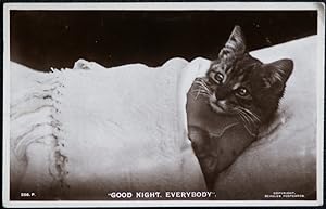 Cat Postcard Good Night Everybody Early Real Photo Postcard