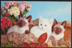 Cat Postcard Three White Cats