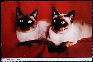 Cat Postcard Sophisticats Of Siam