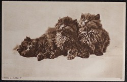 Cat Postcard Warm And Cuddly An Early Cat Postcard From Photochrom Tunbridge Wells