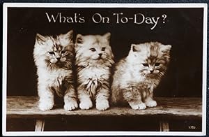 Cat Postcard What's On Today? Publisher Valentine's Dated 1933