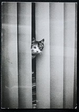 Cat Postcard Peeping Through The Blinds Published 1983