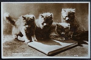Cat Postcard Mischief Brewing Vintage Real Photo Postcard