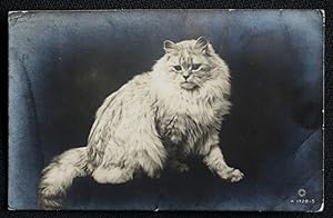 Cat Postcard Vintage Original 1916