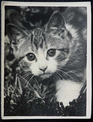 Cat Real Photograph An Early Original Photo Without A Negative