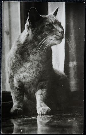 Cat Real Photograph Eyes Left An Early Original Photo Without A Negative