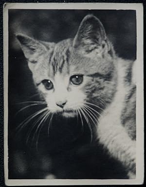 Cat Real Photograph Two Tone An Early Original Photo Without A Negative