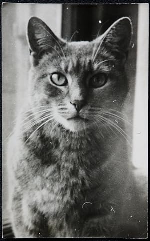 Cat Real Photograph Portrait An Early Original Photo Without A Negative