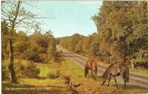 Horses Ponies Postcard New Forest Hants Bournemouth Road