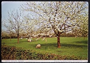 Marden Postcard Kent Cherry Orchard