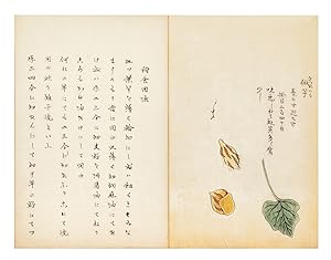Illustrated manuscript on paper, entitled "Hansho [or Bansho] kai" ["Ryukyu Potatoes Explained"]
