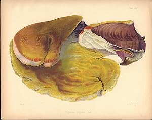 Polyporus hispidus mushroom print from Illustrations of British Mycology