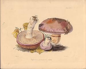 Agaricus glancopus mushroom print from Illustrations of British Mycology