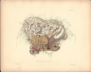 Merulius tremellosus mushroom print from Illustrations of British Mycology