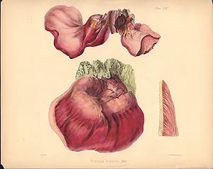 Fistulina hepatica (beefsteak fungus) mushroom print from Illustrations of British Mycology