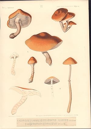 Agaricus decussatus & Agaricus thraustus mushroom print from Icones selectae Hymenomycetum Hungariae