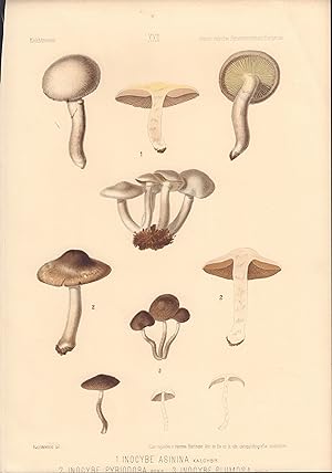 Inocybe asinina, Inocybe pyriodora, & Inocybe plumosa mushrooms print from Icones selectae Hymeno...