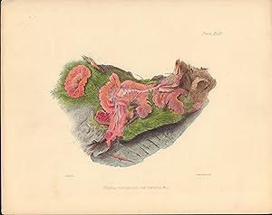 Phlebia merismoides, var. Aurantia mushroom print from Illustrations of British Mycology