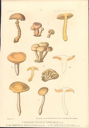 Agaricus terrigenus, Pholiota punciulatus, & Hebeloma nudipes mushroom print from Icones selectae...