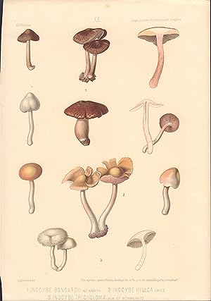 Inocybe bongardii, Inocybe hiulca, & Inocybe tricholoma mushrooms print from Icones selectae Hyme...