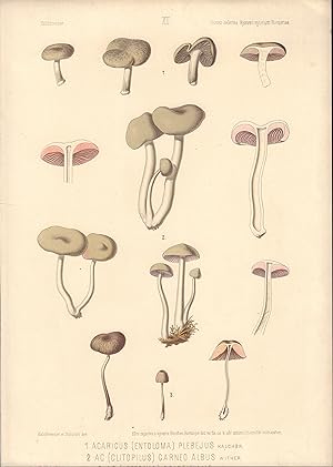Agaricus plebejus & Clitopilus carneo-albus mushroom print from Icones selectae Hymenomycetum Hun...