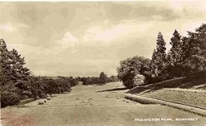 Somerset Dillington Park Postcard Real Photo