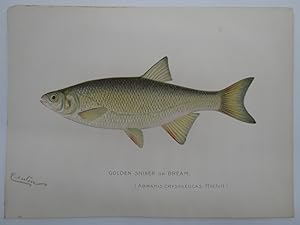 GOLDEN SHINER OR BREAM COLOR CHROMOLITHOGRAPHIC FISH PLATE BY BARNET H. DENTON