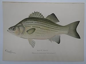 WHITE BASS COLOR CHROMOLITHOGRAPHIC FISH PLATE BY BARNET H. DENTON