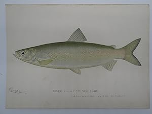 CISCO CHROMOLITHOGRAPHIC FISH PLATE BY BARNET H. DENTON