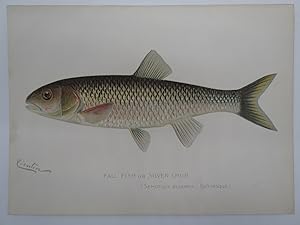FALL FISH OR SILVER CHUB COLOR CHROMOLITHOGRAPHIC FISH PLATE BY BARNET H. DENTON