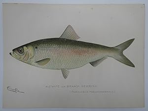 ALEWIFE OR BRANCH HERRING COLOR CHROMOLITHOGRAPHIC FISH PLATE BY BARNET H. DENTON