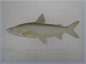 COMMON WHITEFISH MALE COLOR CHROMOLITHOGRAPHIC FISH PLATE BY BARNET H. DENTON