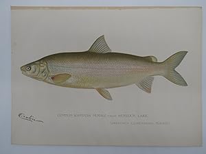 COMMON WHITEFISH FEMALE COLOR CHROMOLITHOGRAPHIC FISH PLATE BY BARNET H. DENTON