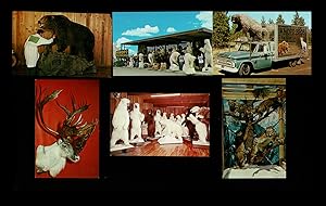 Collection of 13 Taxidermy Postcards