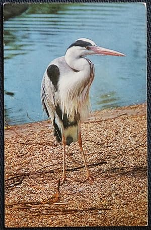 Heron Postcard From 1976