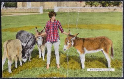 Donkeys Beaulieu Postcard