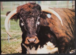 Longhorn Cow Rare Farm Animals Of Hollanden Hildenborough