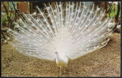 Rode Somerset White Peacock Tropical Bird Gardens Postcard