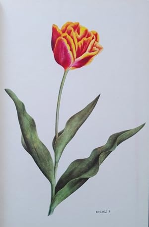 New Varieties of Tulips Selected From the Botanical Garden [a very rough transliteration !)