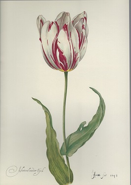 Tulipiana Grafica
