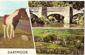 Dartmoor Devon Pony Postcard Fingle Bridge Widecombe-In-The-Moor