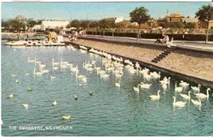 Weymouth Vintage Postcard The Swannery 1953