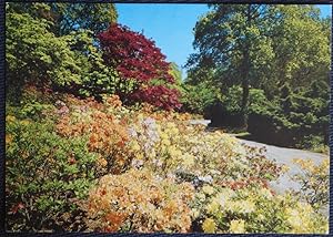 Southampton Postcard Exbury Gardens