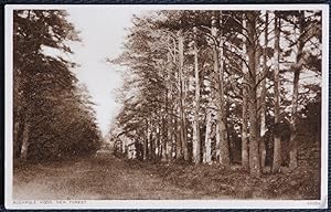 New Forest Hampshire Postcard Rushpole Wood